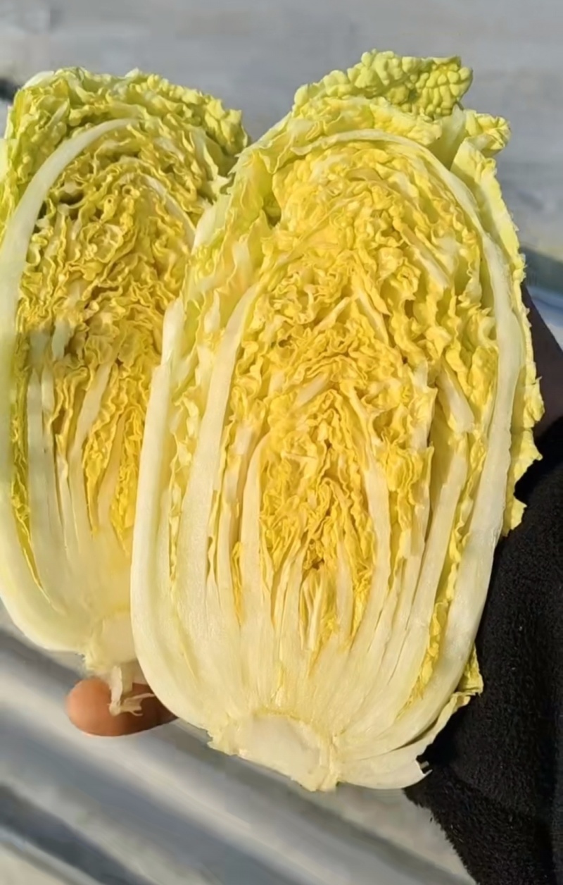 优选小娃娃菜，体型好看颜色黄，大量供应加工，电商，市场