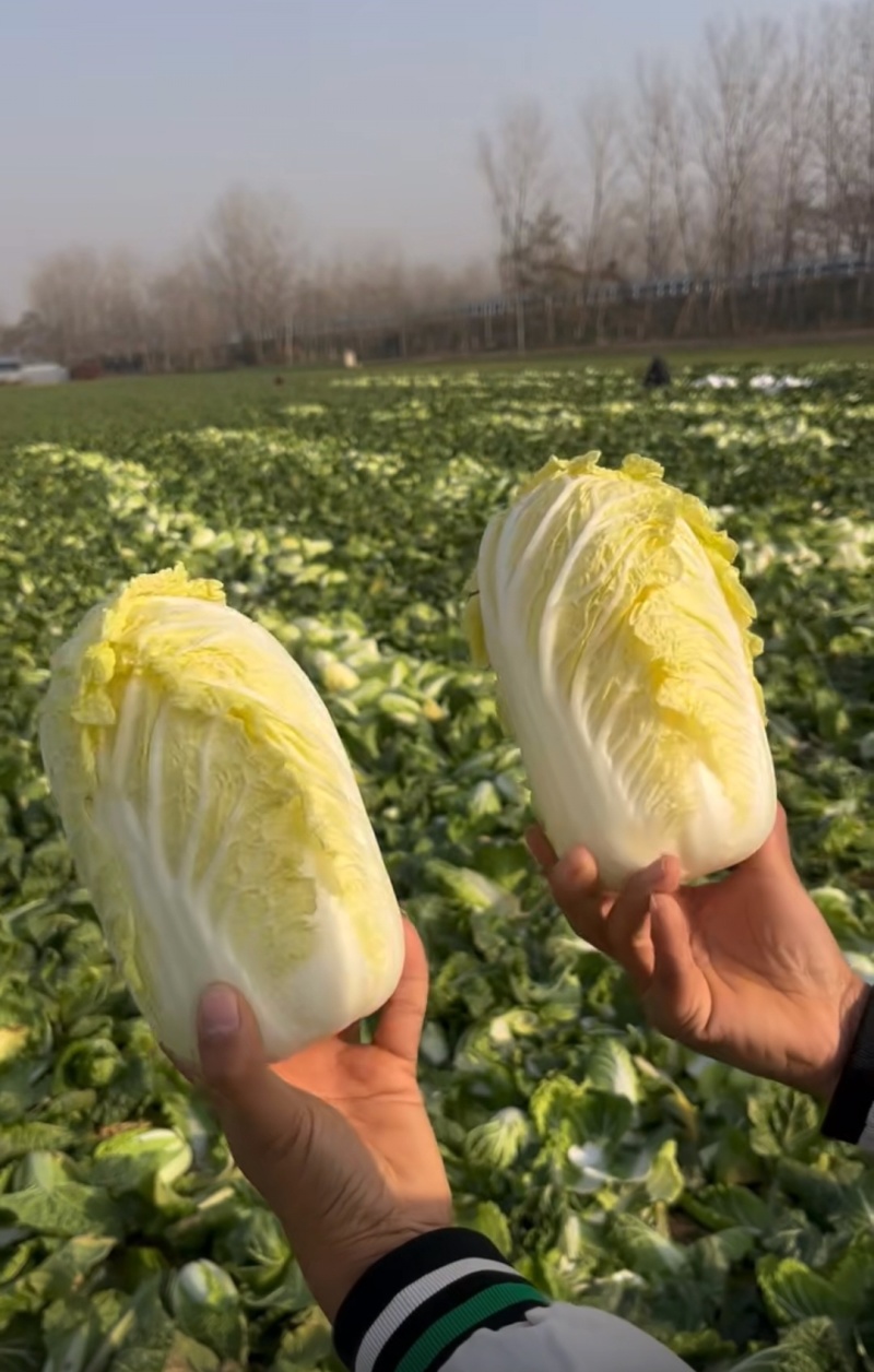 优选小娃娃菜，体型好看颜色黄，大量供应加工，电商，市场