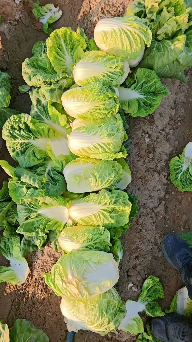 优选小娃娃菜，体型好看颜色黄，大量供应加工，电商，市场