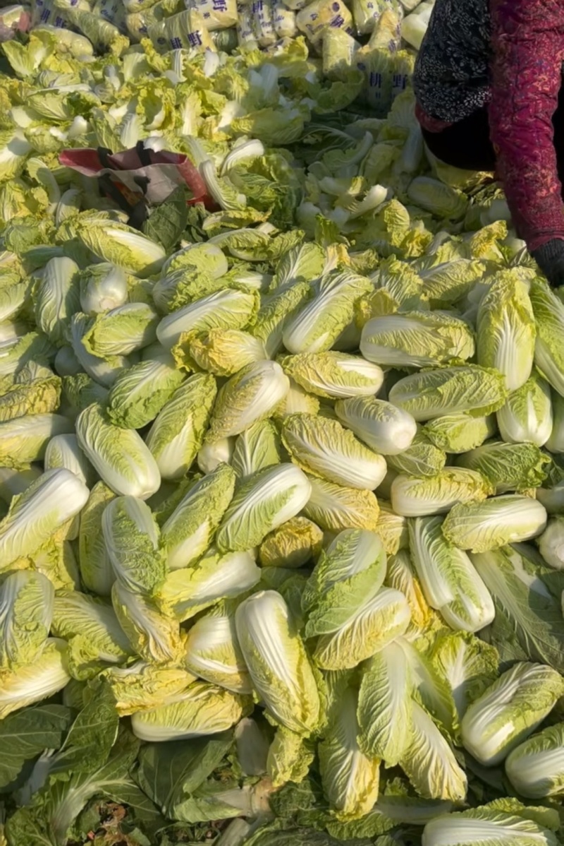 优选小娃娃菜，体型好看颜色黄，大量供应加工，电商，市场