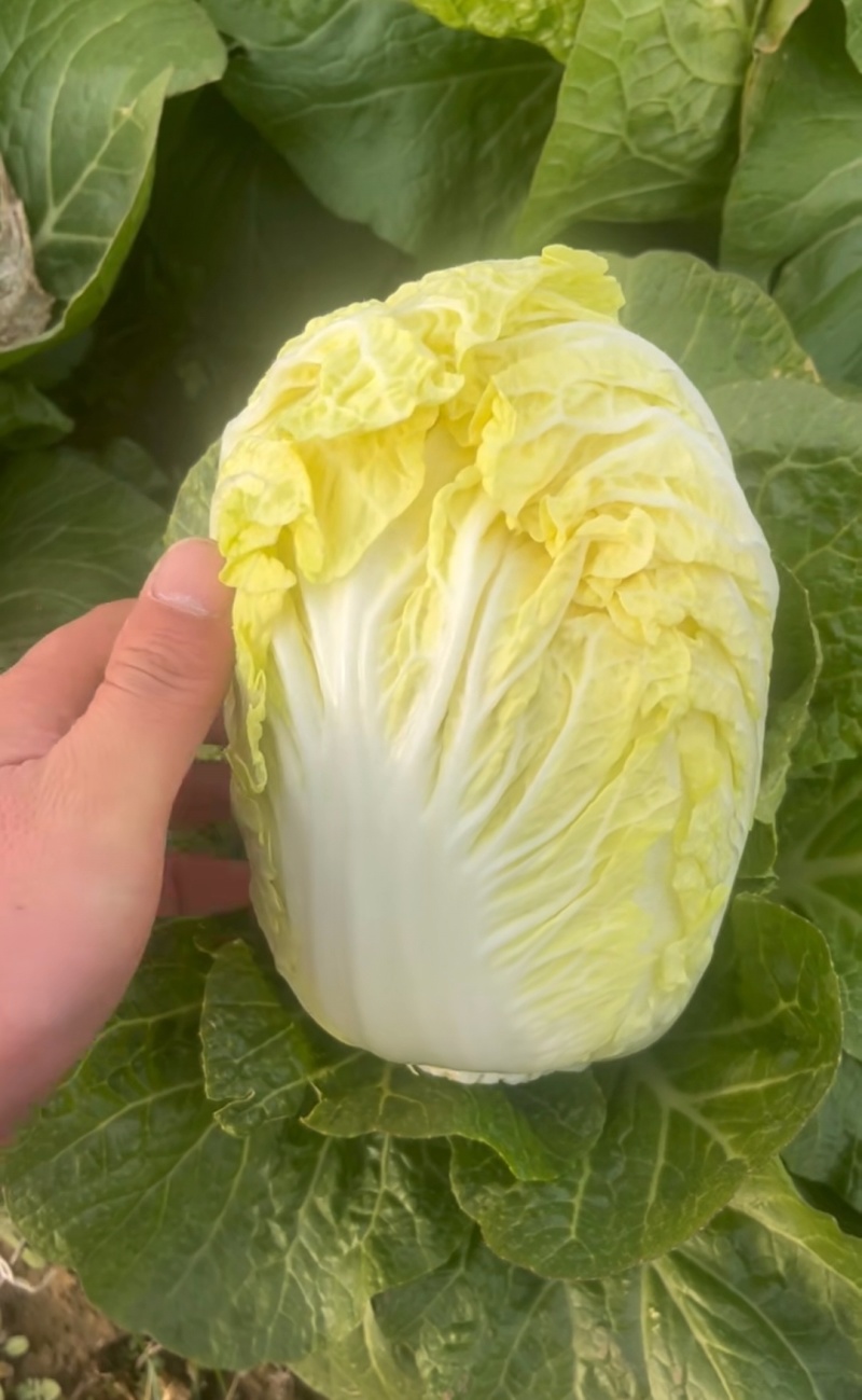 优选小娃娃菜，体型好看颜色黄，大量供应加工，电商，市场