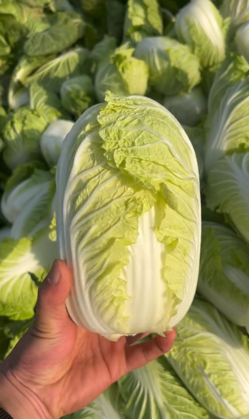 优选小娃娃菜，体型好看颜色黄，大量供应加工，电商，市场