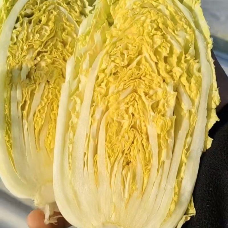 优选小娃娃菜，体型好看颜色黄，大量供应加工，电商，市场