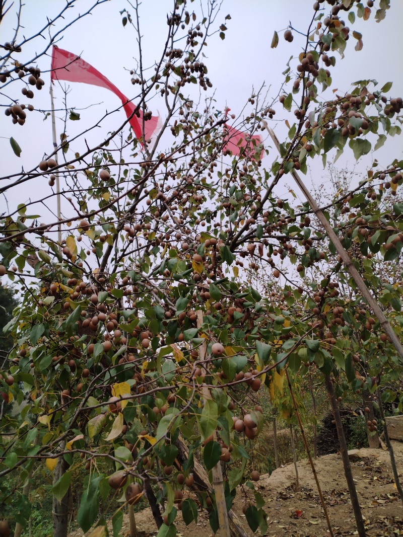 野生沙梨