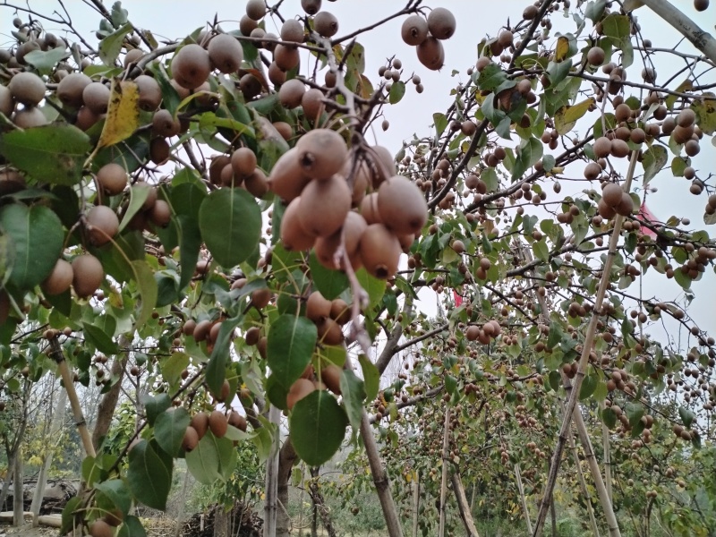 野生沙梨