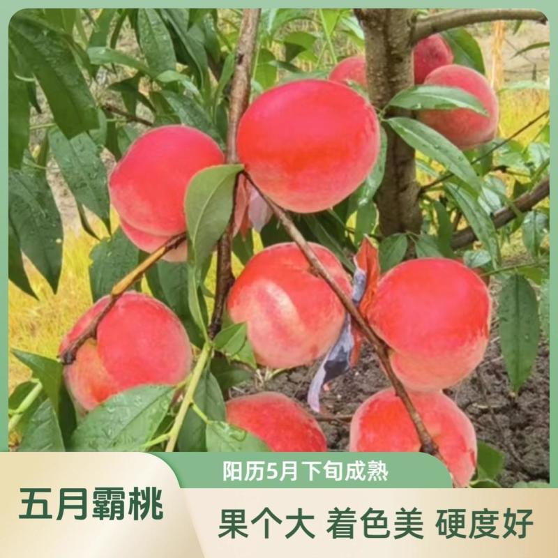 果园直发桃树苗特早熟五月霸桃极早熟水蜜桃包对版成活率高
