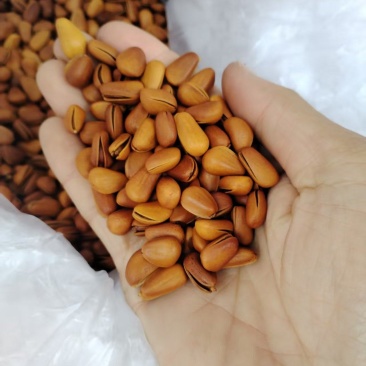 东北开口松子现货大量现货供应商超电商量大价优
