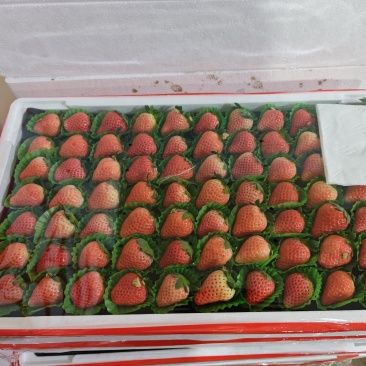 宁玉草莓