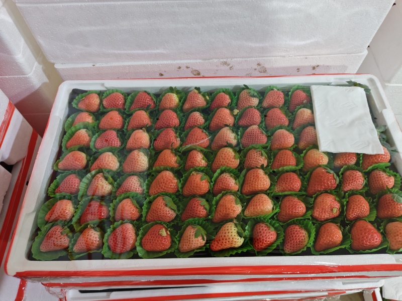 宁玉草莓
