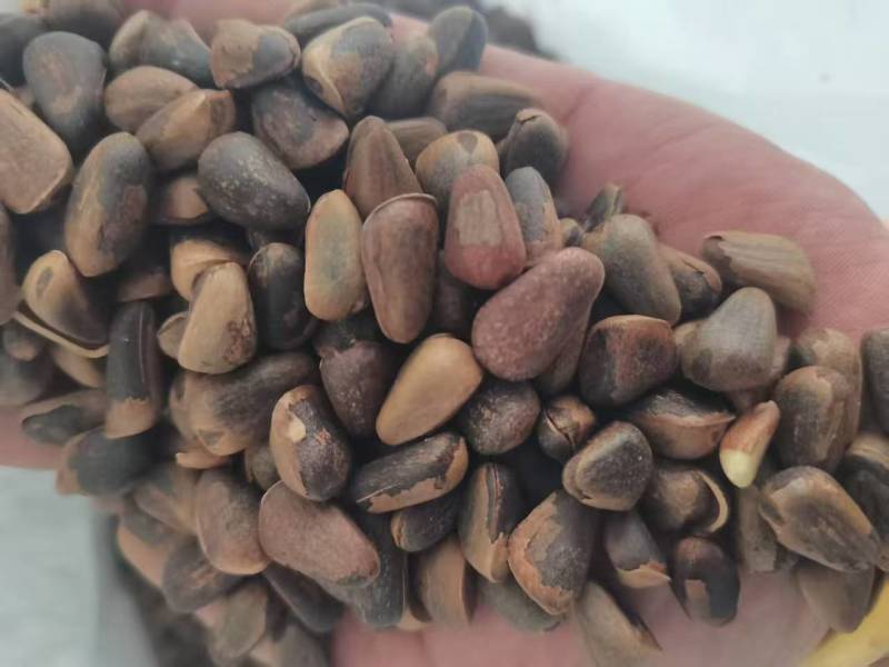 东北开口松子现货大量现货供应商超电商量大价优