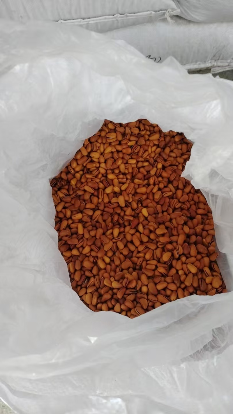 东北开口松子现货大量现货供应商超电商量大价优