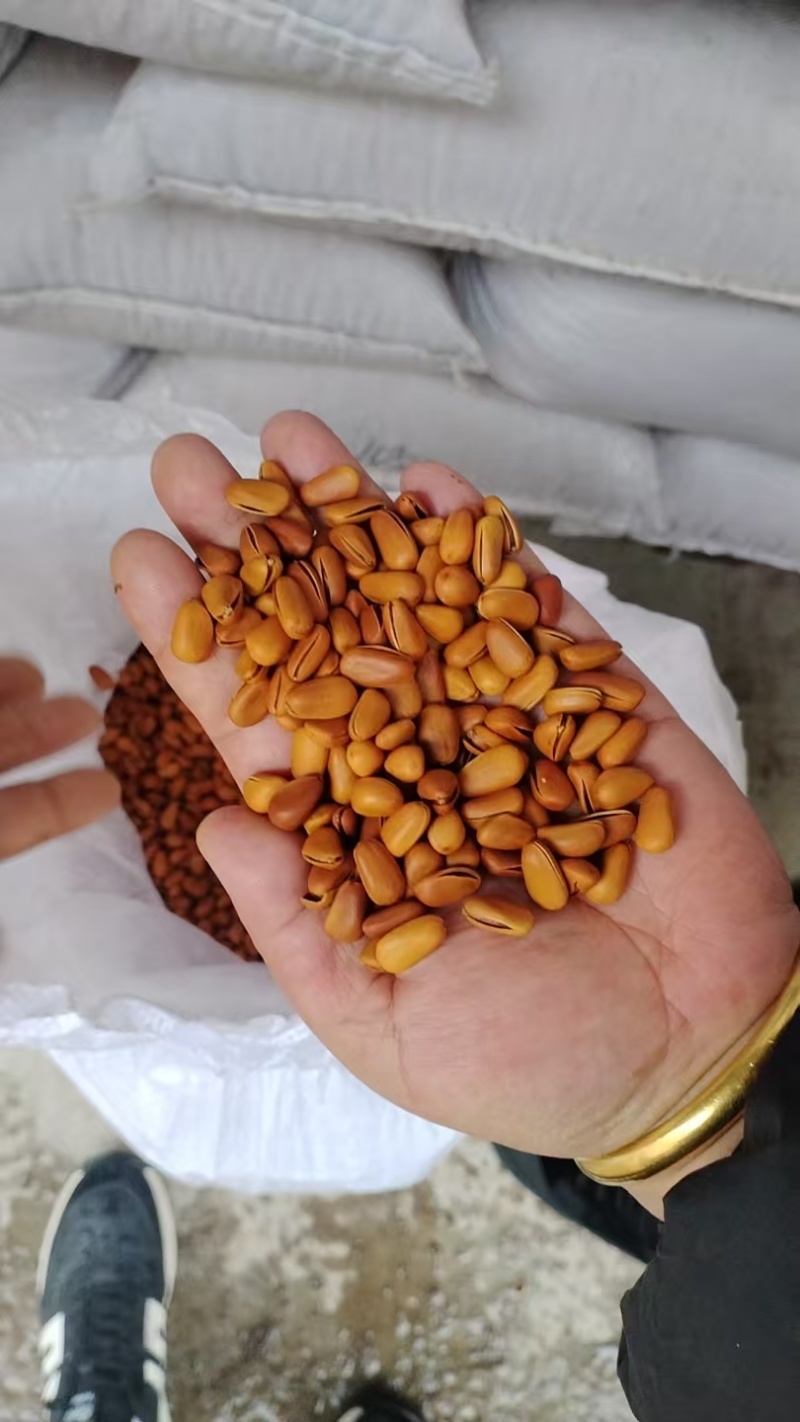 东北开口松子现货大量现货供应商超电商量大价优