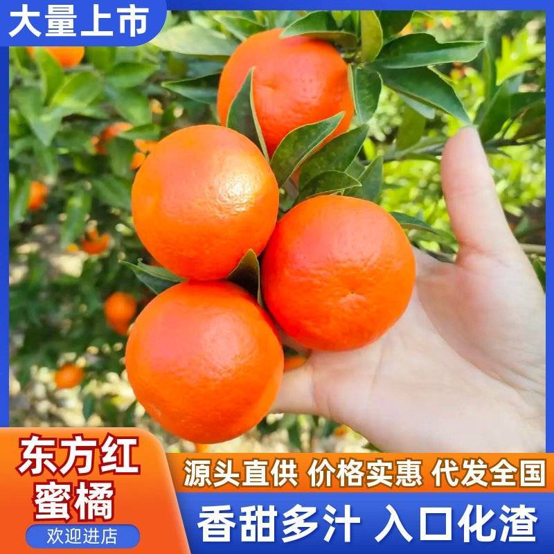 【东方红蜜桔】广西蜜橘/产地现摘现发/规格齐全/全国代发