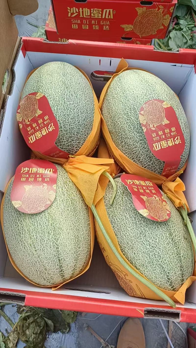 精品哈密瓜/海南哈密瓜产地供应量大从优质量保证欢迎咨询