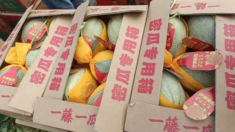 精品哈密瓜/海南哈密瓜产地供应量大从优质量保证欢迎咨询