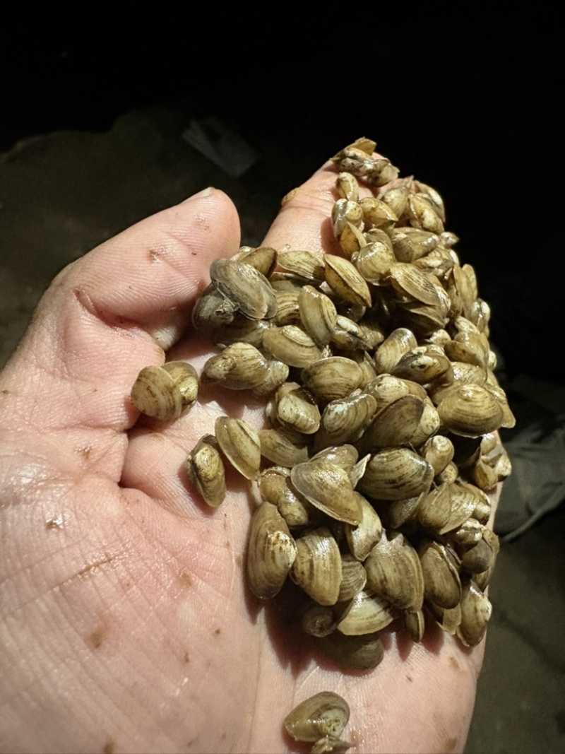 【珠海白蚬】壳色灰白、肉粒饱满的虾蟹饲料螺