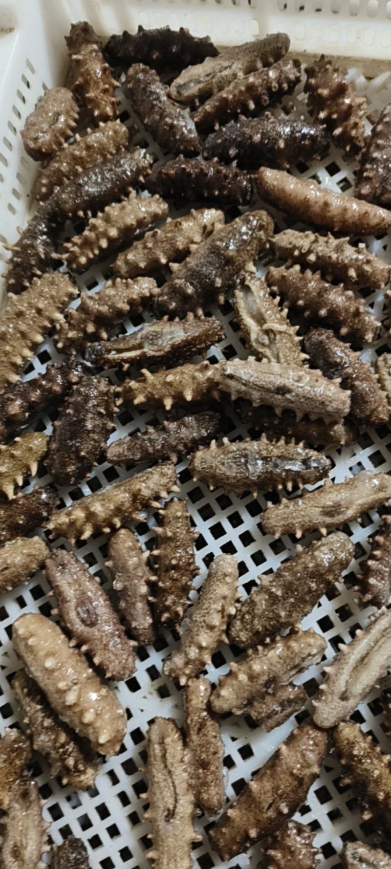 底价处理一批辽次小海参，半价出售，晚来无