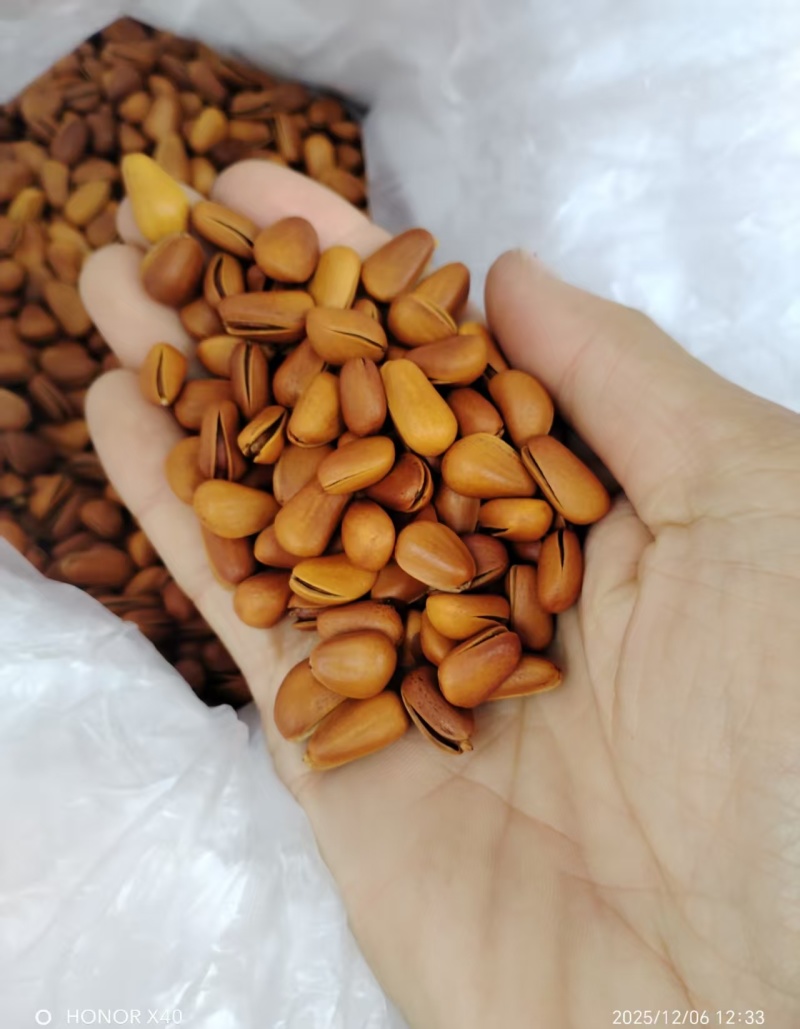 松子东北红松子电商商超一手货源现货供应质量保证