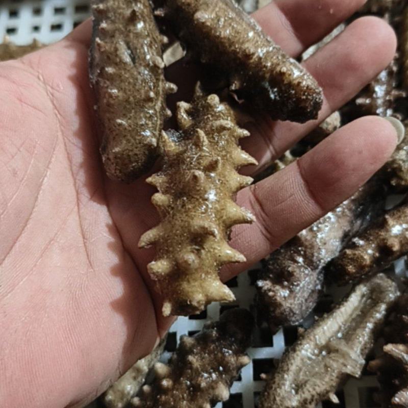 底价处理一批辽次小海参，半价出售，晚来无