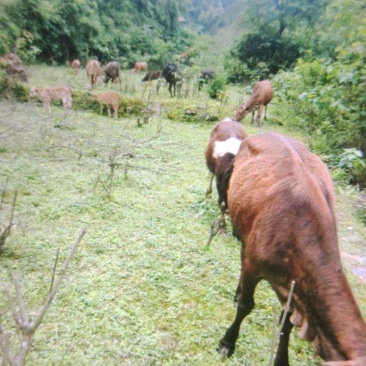 走山放养式黄牛杂交牛