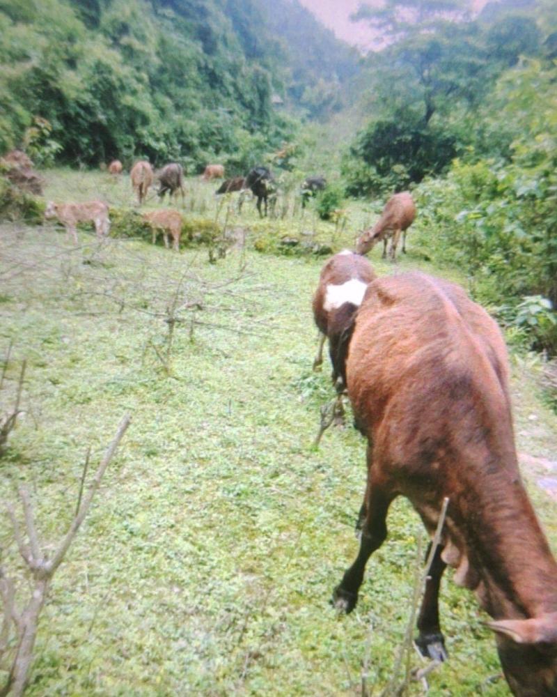 走山放养式黄牛杂交牛