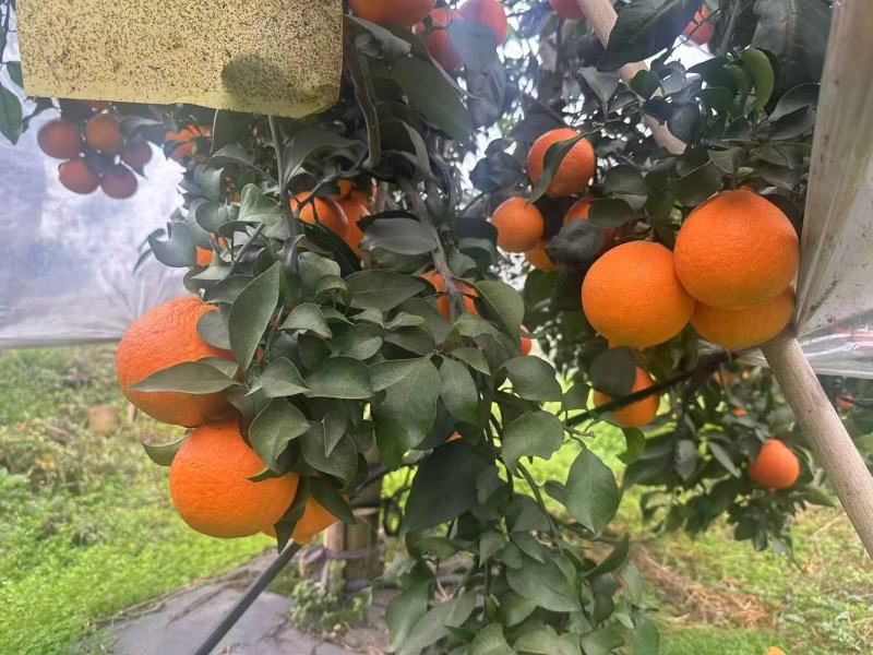 成都金堂脐橙产地直供大量有货质量保证一手货源全国发货