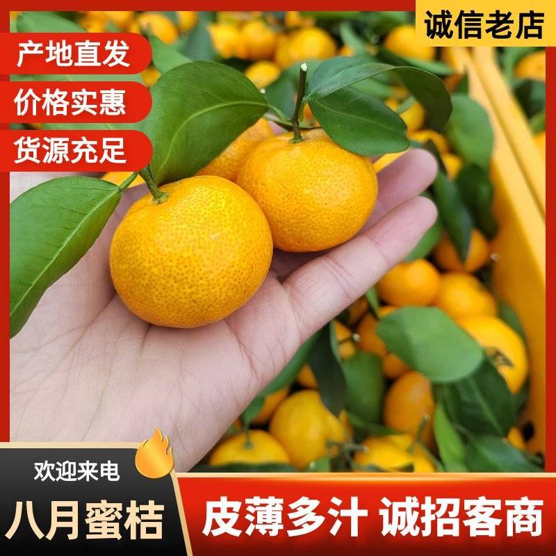 精选【八月橘】广西柑橘/现摘现发/承接整车/全国发货