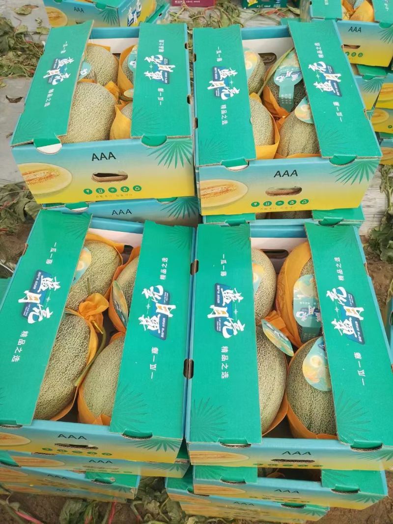 哈密瓜海南