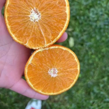 成都金堂脐橙产地直供大量有货质量保证一手货源全国发货