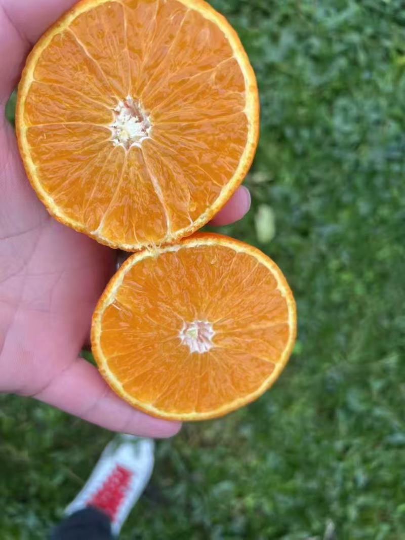 成都金堂脐橙产地直供大量有货质量保证一手货源全国发货
