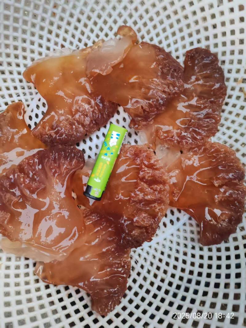 红海蜇大角大叶