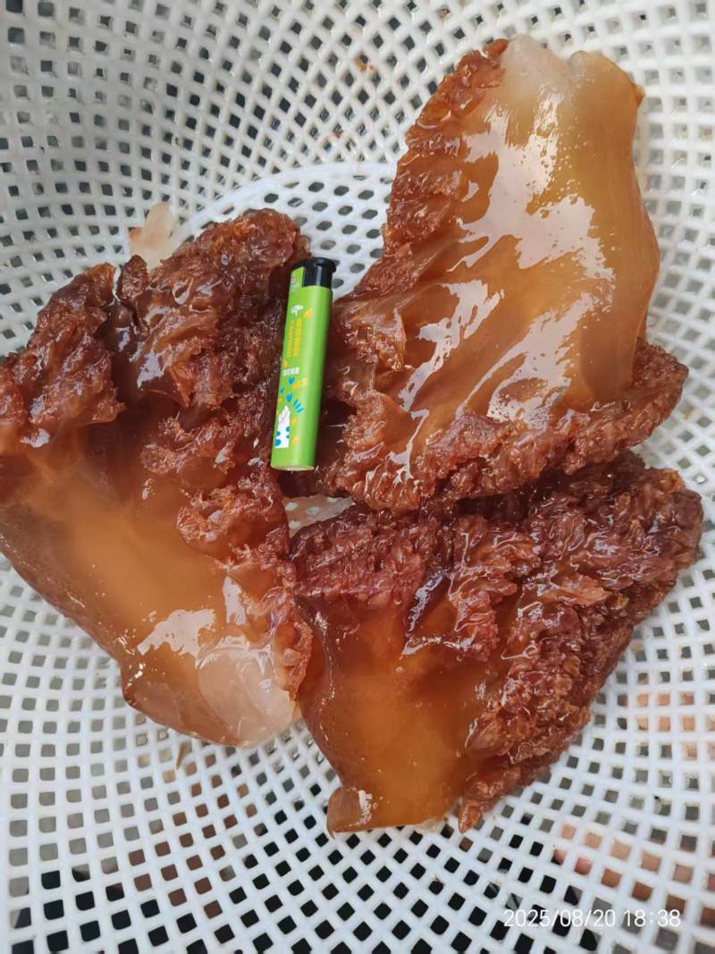 红海蜇大角大叶