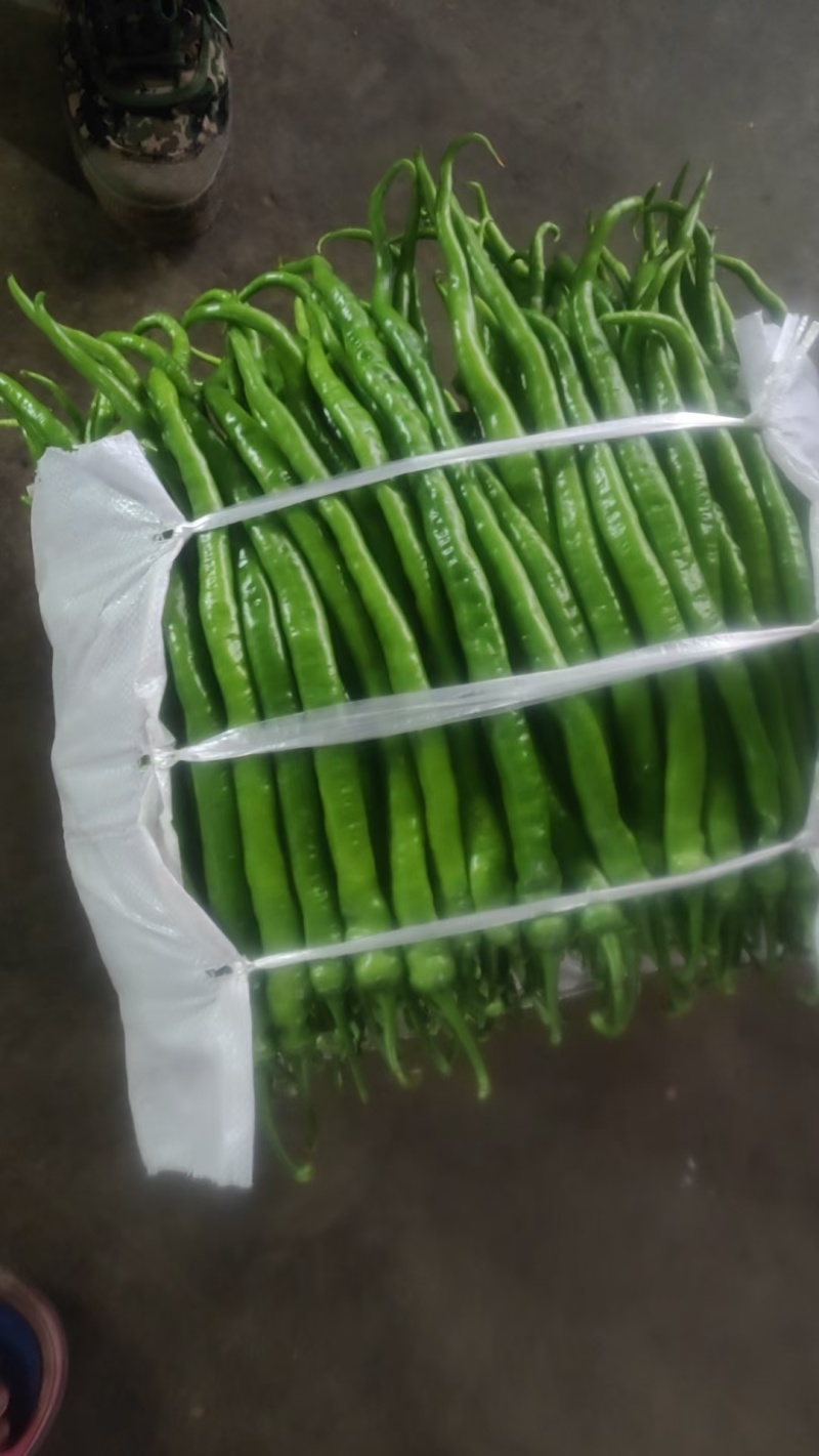 软壳线椒