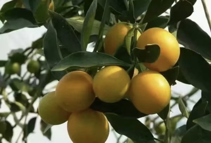 脆蜜金桔，广西金桔，大量供应，**供应商，一手货源