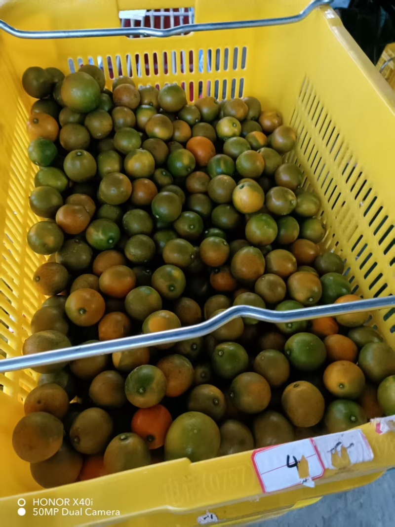 脆蜜金桔，广西金桔，大量供应，**供应商，一手货源
