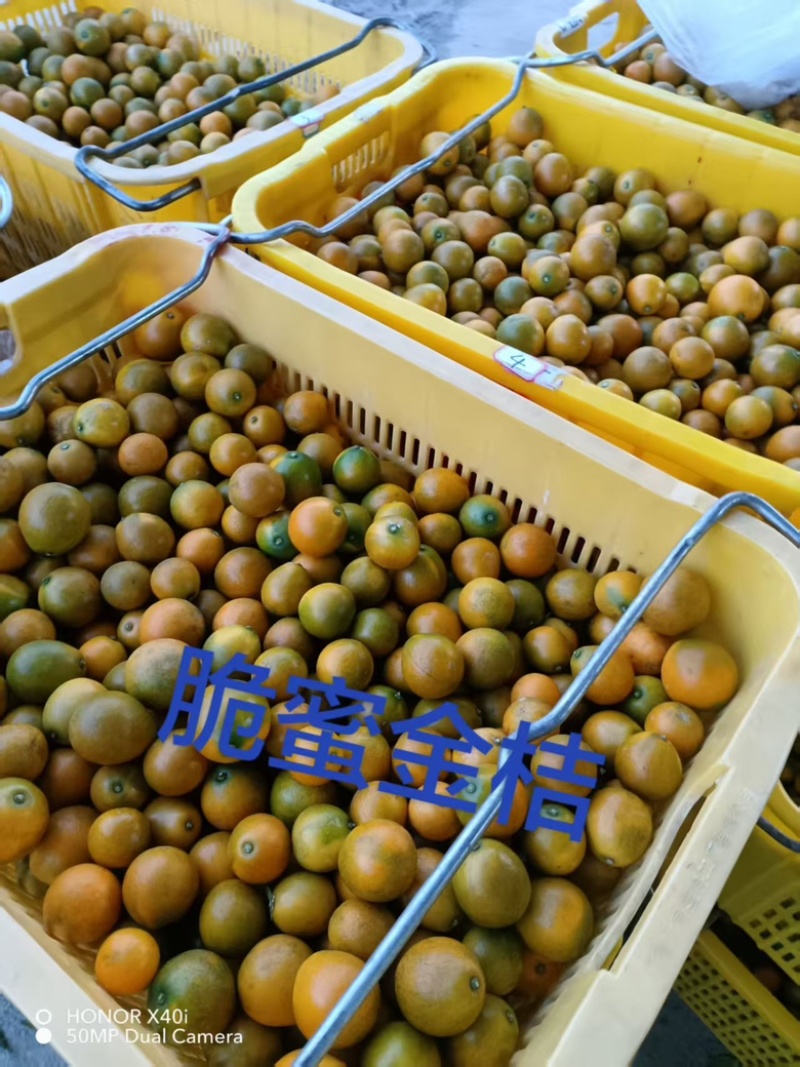 脆蜜金桔，广西金桔，大量供应，**供应商，一手货源