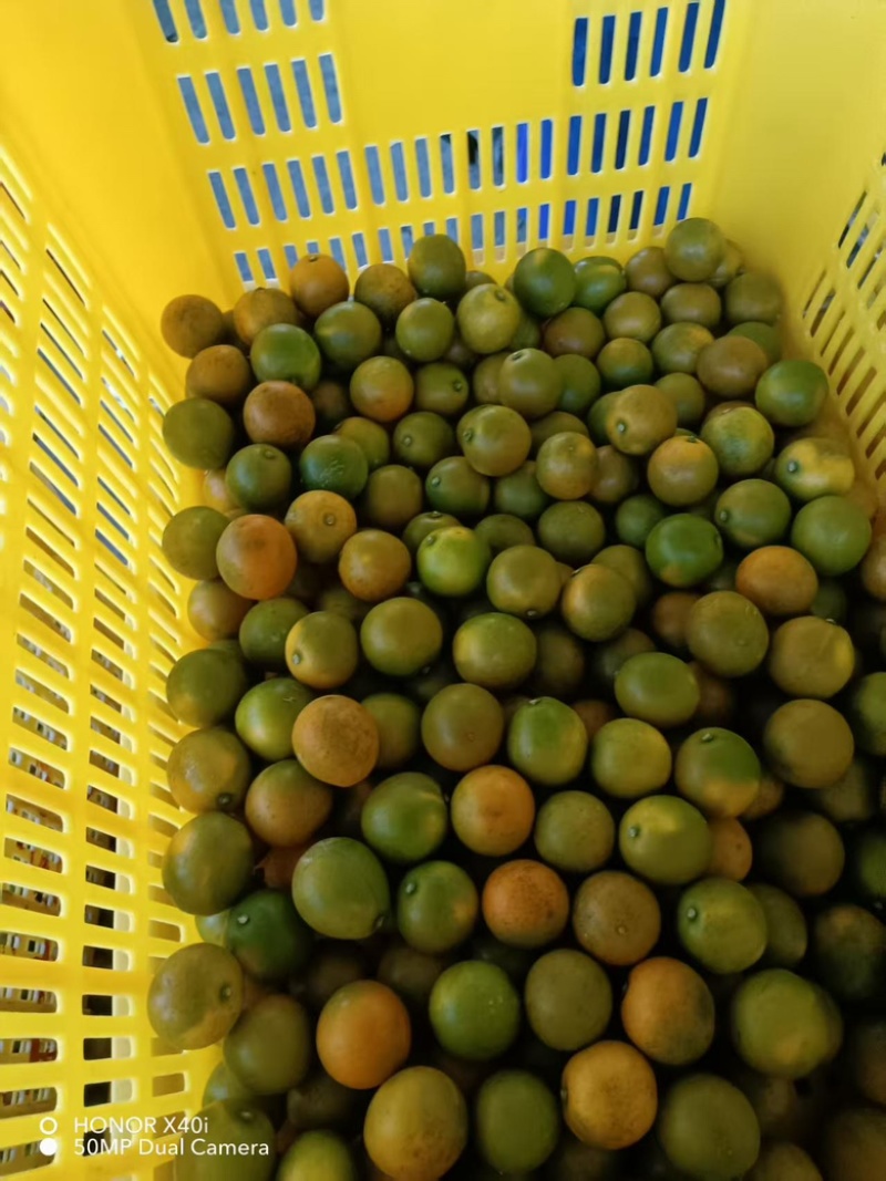 脆蜜金桔，广西金桔，大量供应，**供应商，一手货源