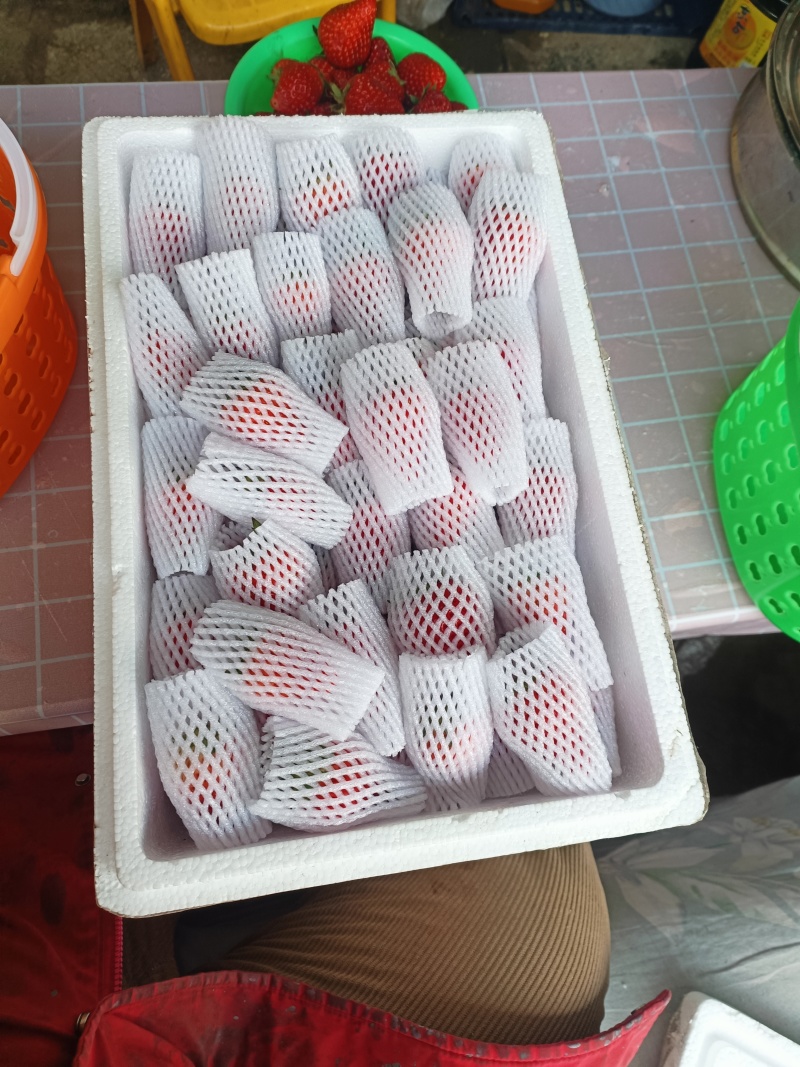 北京昌平兴寿小汤山红颜草莓，蜜蜂授粉，自然成熟。