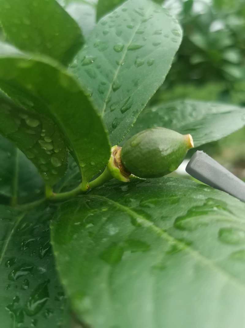 广东香水柠檬叶，鱼生专用柠檬叶