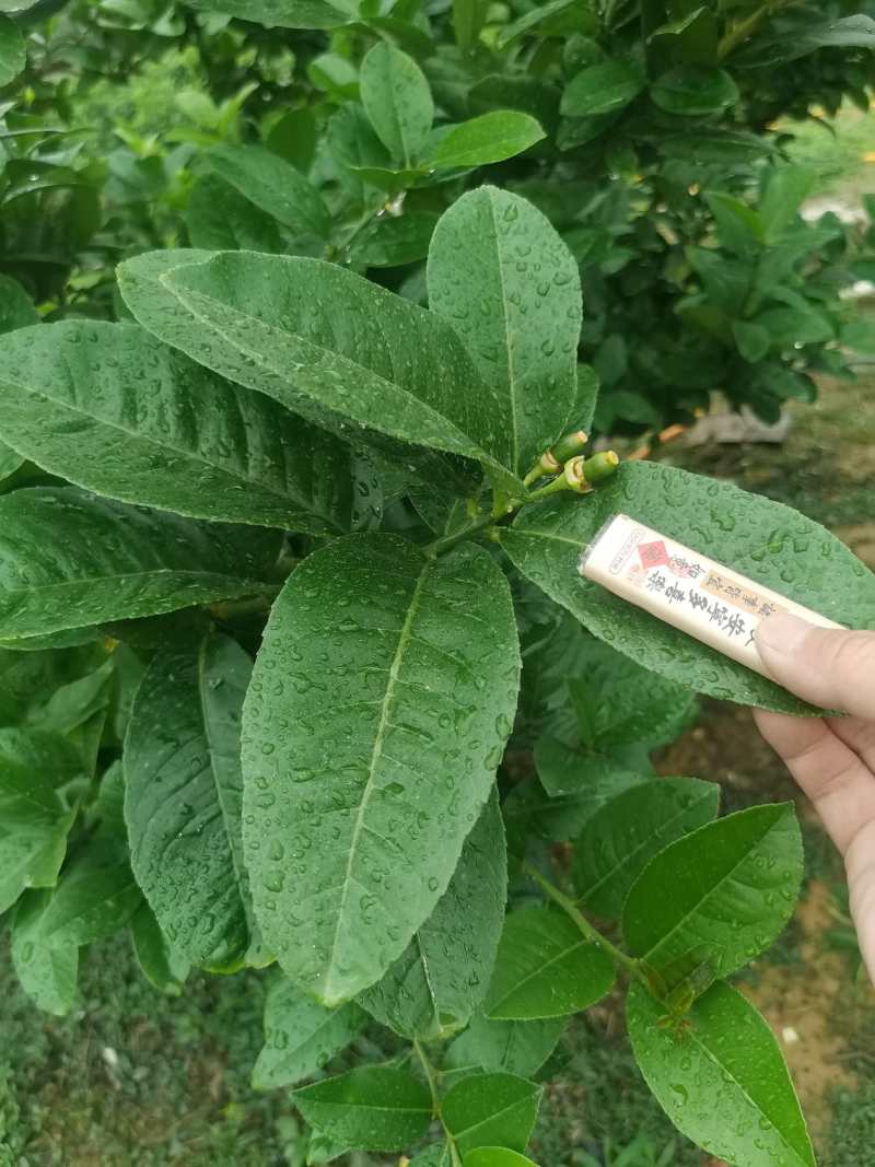 广东香水柠檬叶，鱼生专用柠檬叶