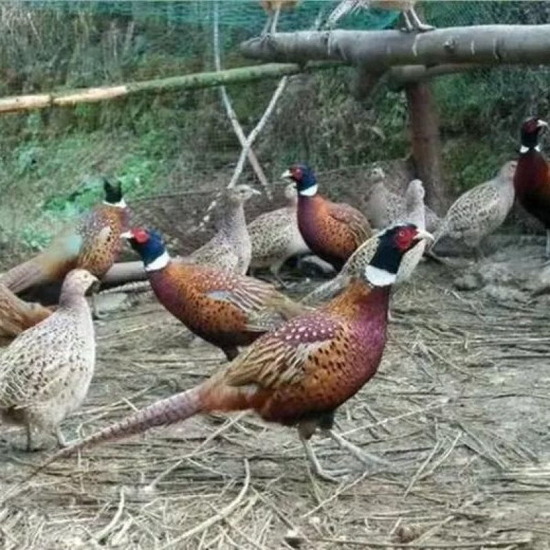 七彩山鸡，观赏鸡，农家散养，适应力强，抗病性好