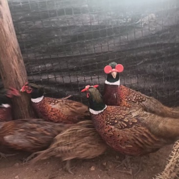 七彩山鸡母鸡，肉质细嫩紧实，高蛋白低脂肪，农家散养