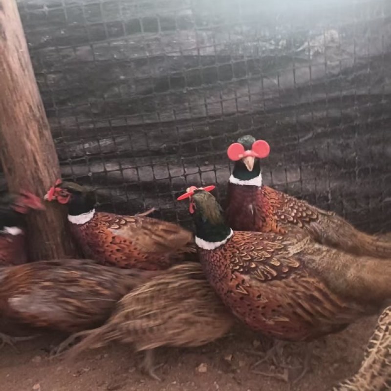 七彩山鸡母鸡，肉质细嫩紧实，高蛋白低脂肪，农家散养
