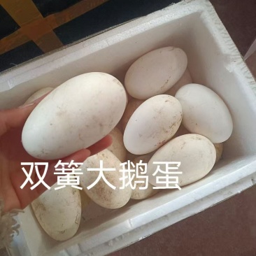 鹅蛋