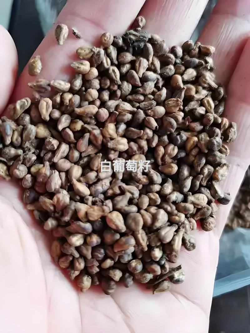 大量优质红白葡萄籽，牛羊鸡畜禽养殖育肥，营养价值高