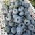 蓝莓