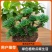 一宅一花四季绿植微景观精致卷柏草老桩室内懒人养护
