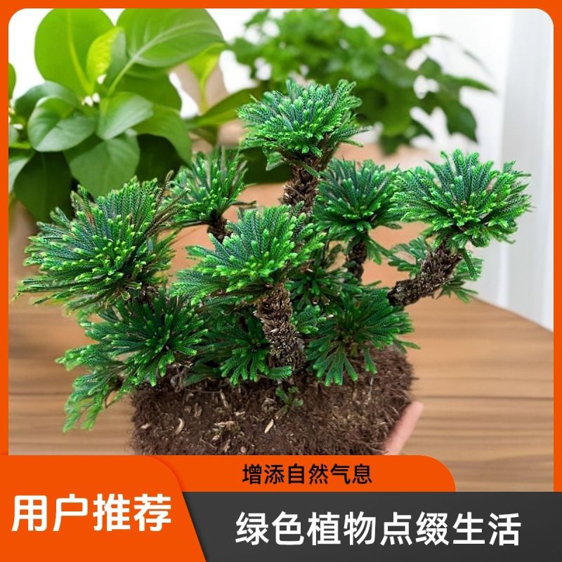 一宅一花四季绿植微景观精致卷柏草老桩室内懒人养护