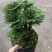 一宅一花四季绿植微景观精致卷柏草老桩室内懒人养护