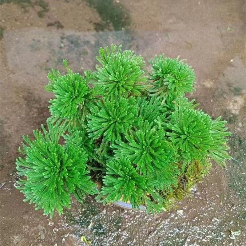 一宅一花四季绿植微景观精致卷柏草老桩室内懒人养护